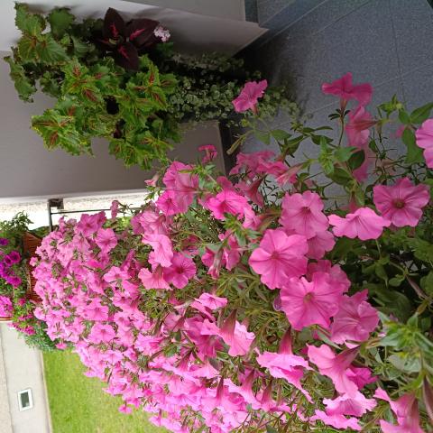 Balkon Nr 5